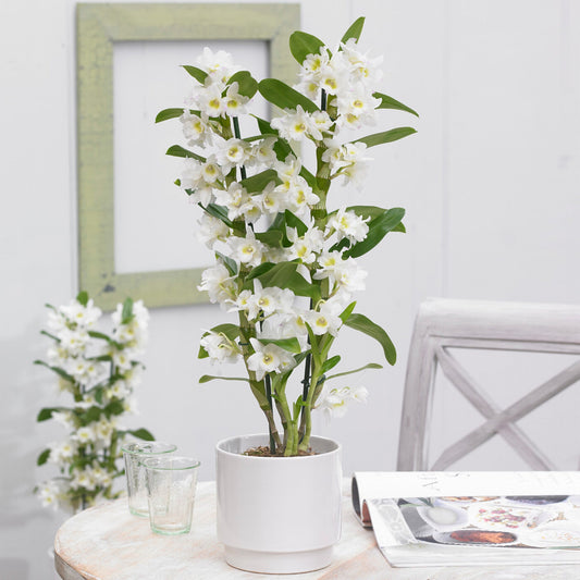 Orchidee ‚Nobile Apollon‘