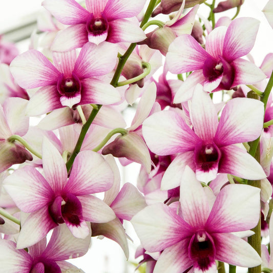 Orchidee ‚Sanook Polar Fire‘