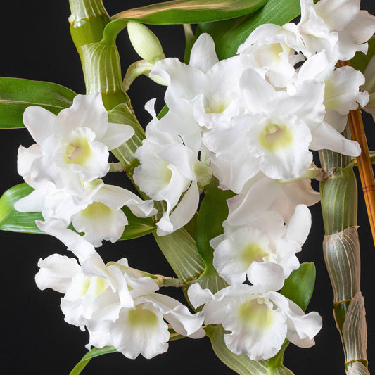 Orchidee ‚Sanook Coconut Dream‘