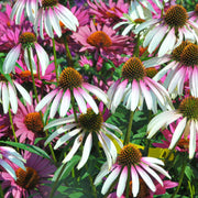 Sonnenhut (Echinacea 'Pretty Parasols')