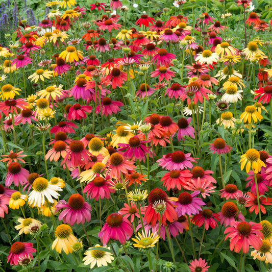 Sonnenhut 'Cheyenne Spirit'