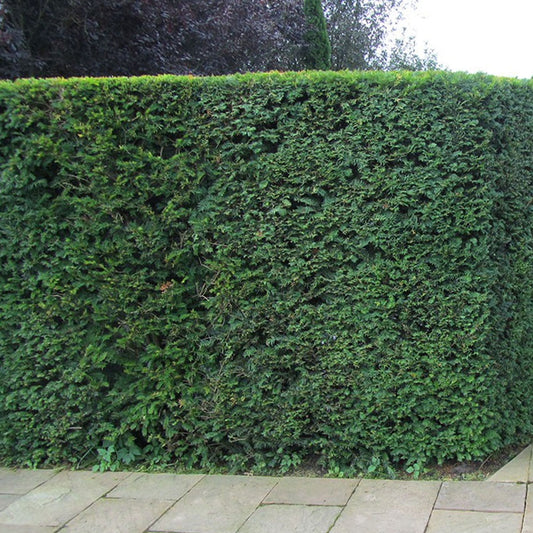 English Yew Hedge