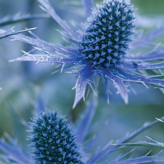 Edeldistel (Eryngium 'Big Blue')