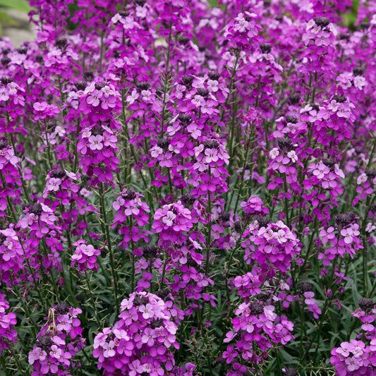 Schöterich 'Bowles Mauve'