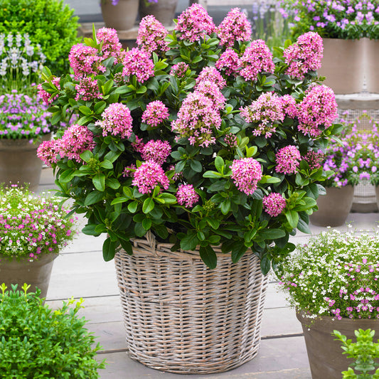 Andenstrauch 'Pink Elle'
