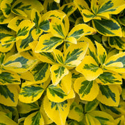 Kriechspindel 'Emerald 'n' Gold' (Euonymus 'Emerald 'n' Gold')