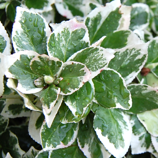 Kriechspindel 'Emerald Gaiety' (Euonymus 'Emerald Gaiety')