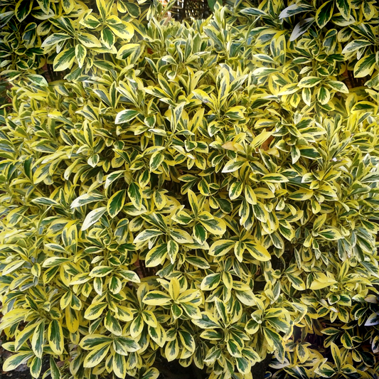 Goldschuppen-Spindelstrauch (Euonymus 'Ovatus Aureus')