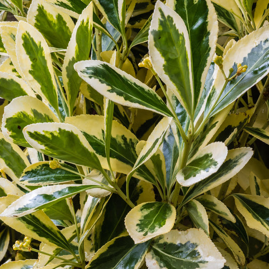 Japanischer Spindelstrauch 'Bravo' (Euonymus 'Bravo')