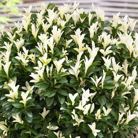 Spindelstrauch (Euonymus 'Paloma Blanca')