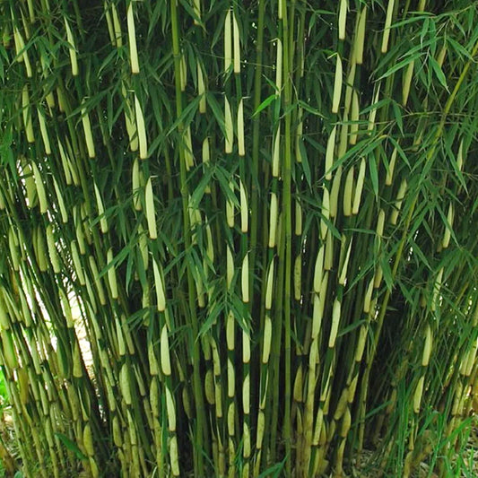 Schirmbambus 'Pingwu'
