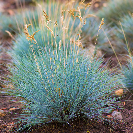 Blauschwingel 'Elijah Blue'