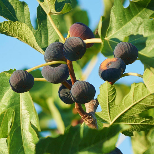 Feige (Ficus 'Brown Turkey')
