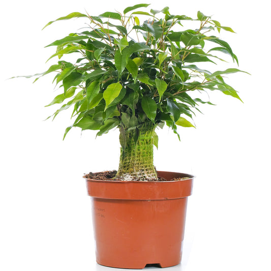 Birkenfeige (Ficus 'Kinky Green')
