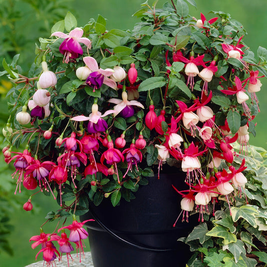 Fuchsien-Mix