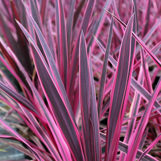 Keulenlilie (Cordyline) 'Pink Passion'