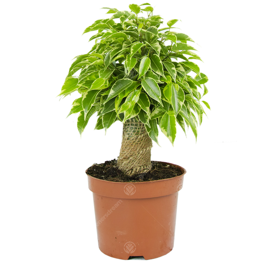 Birkenfeige (Ficus 'Kinky Variegated')