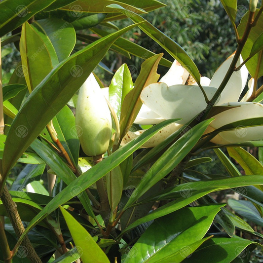 Magnolie 'Galissoniere' (Magnolia)