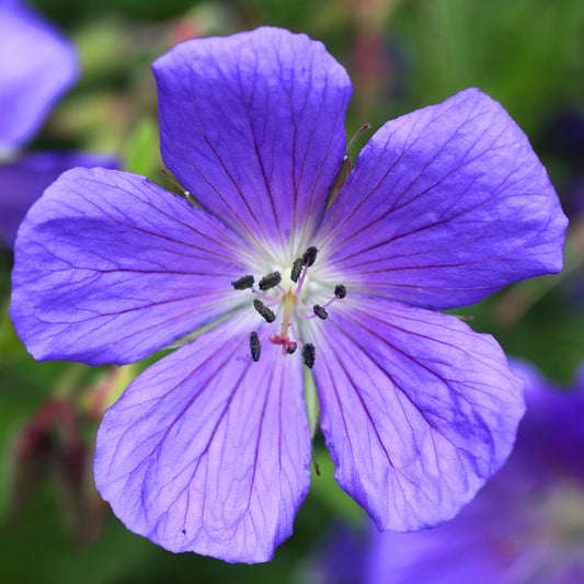 Storchschnabel 'Johnson's Blue'