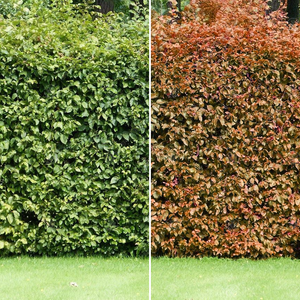 Rotbuchen-Hecke