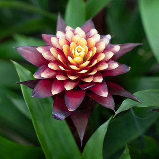 Guzmanie (Guzmania 'Francesca')