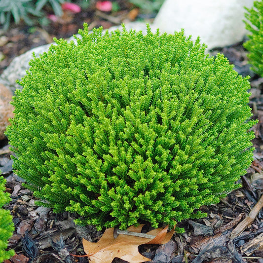 Hebe ‚Emerald Green‘