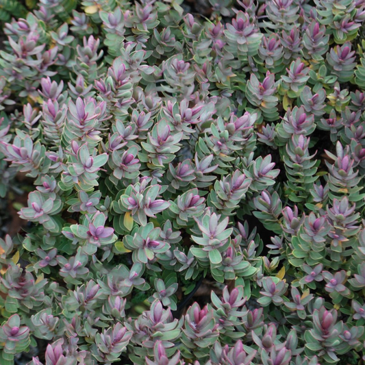 Hebe ‚Red Edge‘