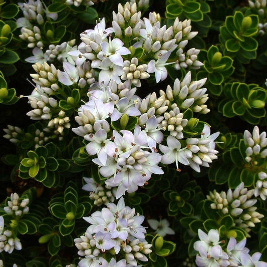 Hebe ‚Vernicosa‘