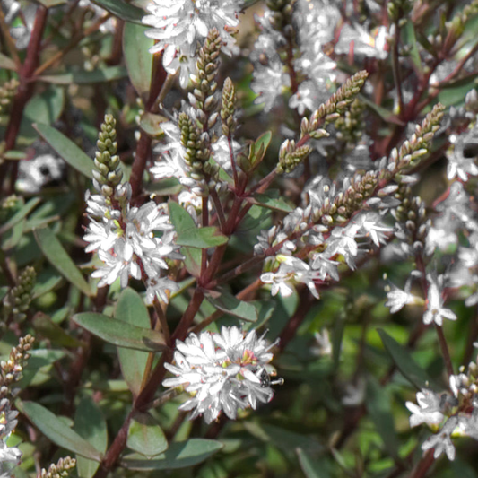 Hebe ‚Champagne‘