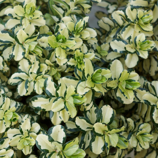 Hebe ‚Leopard Spot‘