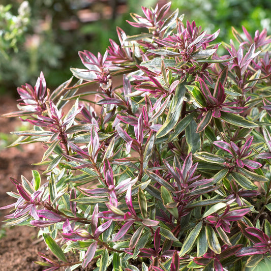 Hebe ‚Purple Shamrock‘