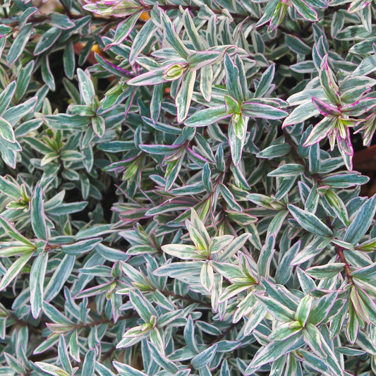 Hebe ‚Silver Anniversary‘