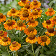 Sonnenbraut 'Short and Sassy' (Helenium)