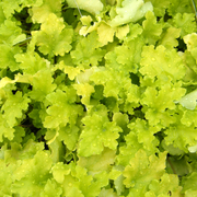 Purpurglöckchen (Heuchera 'Lime Marmalade')