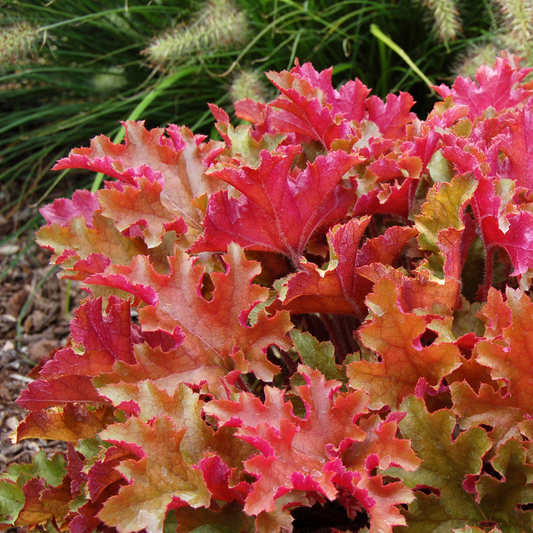 Purpurglöckchen (Heuchera 'Marmalade')
