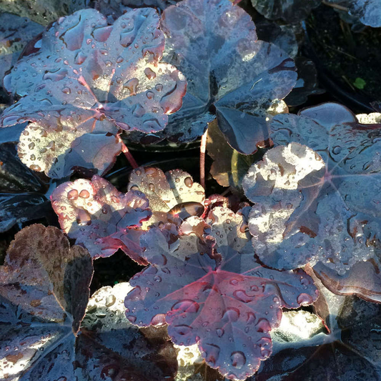 Purpurglöckchen (Heuchera 'Obsidian')