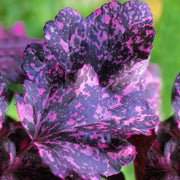 Purpurglöckchen (Heuchera 'Midnight Rose')