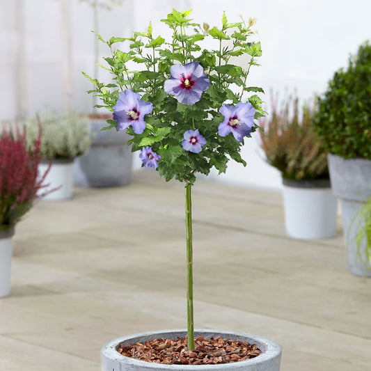 Garteneibisch 'Oiseau Bleu' (Hibiscus) als Stämmchen
