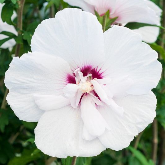 Garteneibisch (Hibiscus 'China Chiffon')