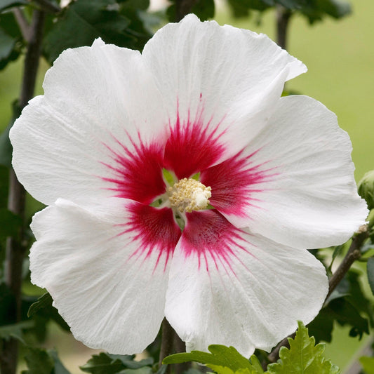 Garteneibisch 'Red Heart'