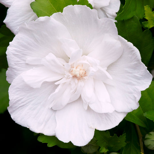 Garteneibisch 'White Chiffon'