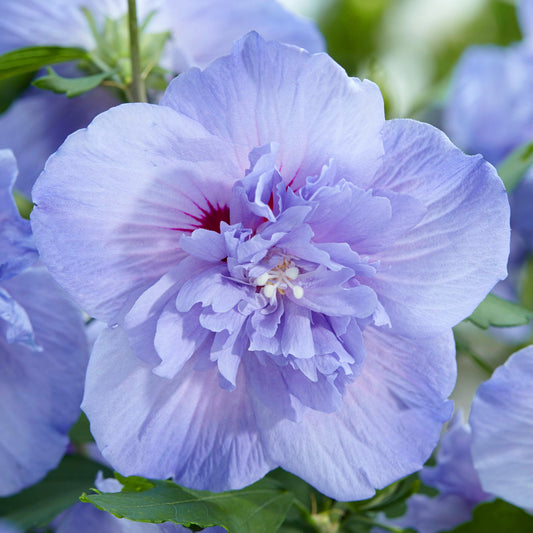 Garteneibisch (Hibiscus 'Blue Chiffon')