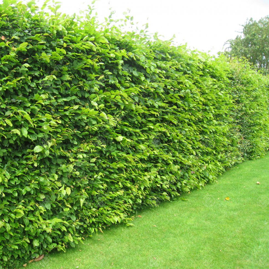 Hornbeam Hedge