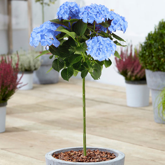 Blaue Bauernhortensie (Hydrangea macrophylla) als Stämmchen