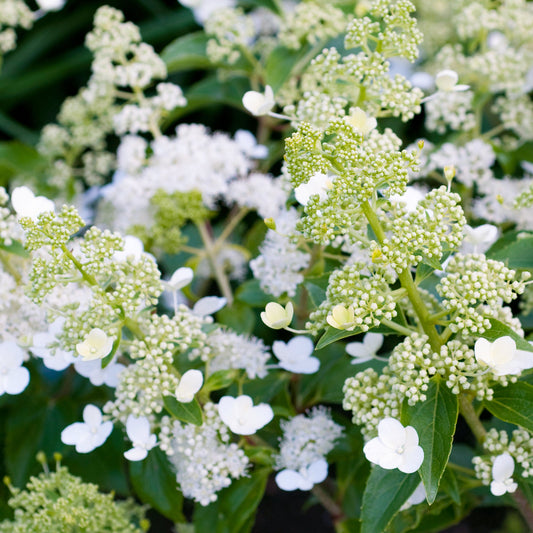 Hortensie 'Kyushu' (Hydrangea)