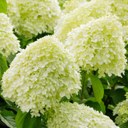 Hortensie 'Limelight' (Hydrangea)