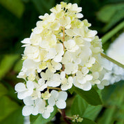 Hortensie 'Phantom' (Hydrangea)