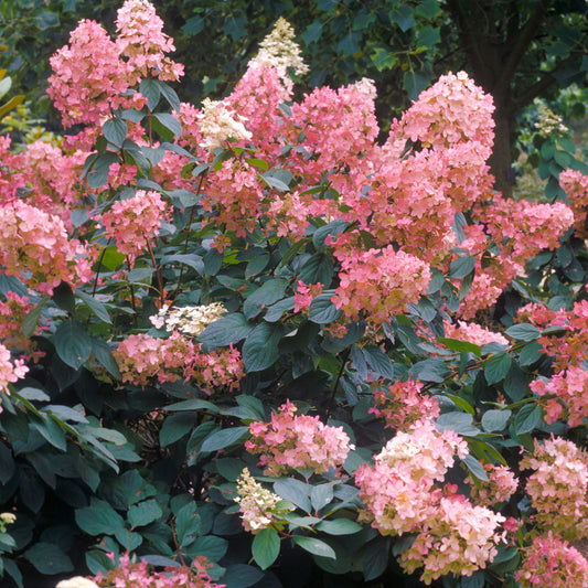 Hortensie 'Pink Diamond'