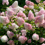 Rispenhortensie 'Vanille Fraise'