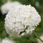 Wald-Hortensie 'Annabelle' (Hydrangea)